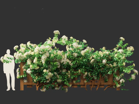 Hydrangea anomala - Climbing hydrangea 3D Model