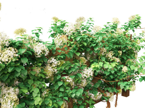 Hydrangea anomala - Climbing hydrangea Model 3D