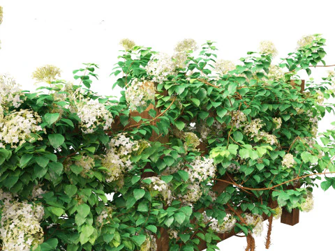Hydrangea anomala - Climbing hydrangea 3D Model
