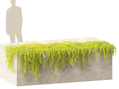Lysimachia nummularia - Moneywort 3D Model