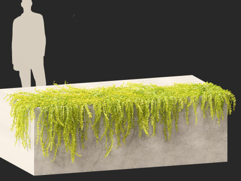 Lysimachia nummularia - Moneywort Modelo 3D