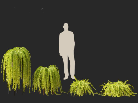 Lysimachia nummularia - Moneywort 3D Model