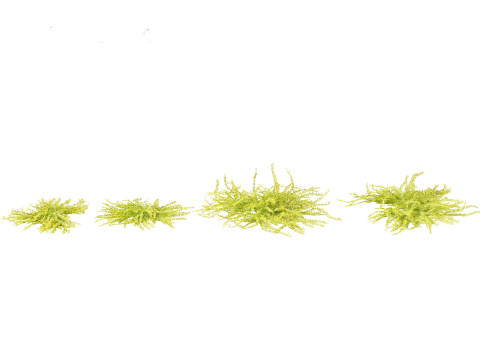 Lysimachia nummularia - Moneywort Modelo 3D