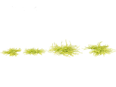 Lysimachia nummularia - Moneywort 3D Model
