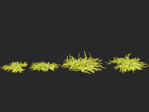 Lysimachia nummularia - Moneywort 3D Model