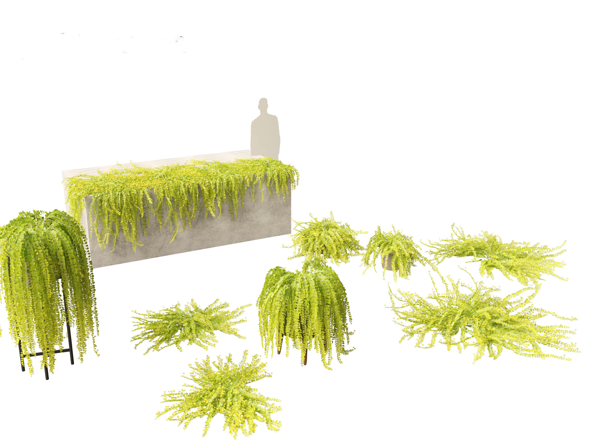 Lysimachia nummularia - Moneywort 3D Model .c4d .max .obj .3ds .fbx .stl .blend 