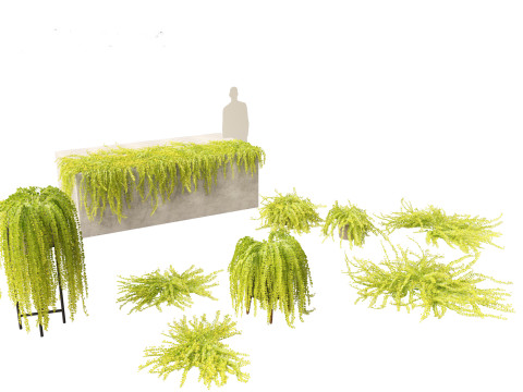 Lysimachia nummularia - Moneywort 3D Model
