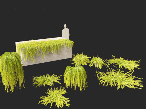 Lysimachia nummularia - Moneywort Modelo 3D