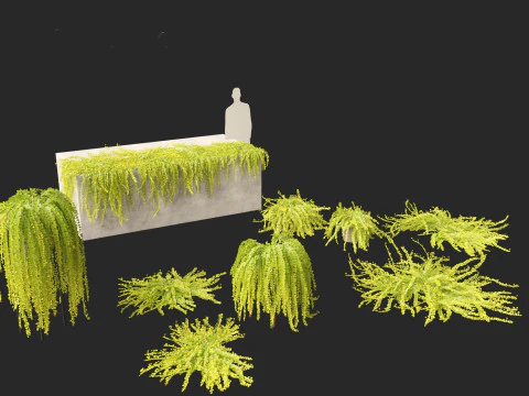 Lysimachia nummularia - Moneywort 3D Model
