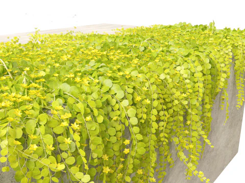 Lysimachia nummularia - Moneywort 3D Model