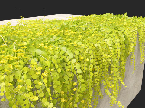 Lysimachia nummularia - Moneywort 3D Model