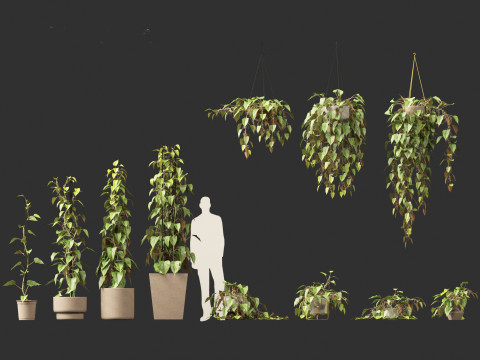 Philodendron scandens - Heart leaf philodendron Model 3D