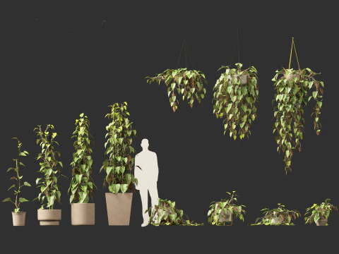 Philodendron scandens - Heart leaf philodendron 3D Model