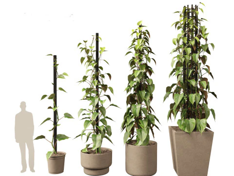 Philodendron scandens - Heart leaf philodendron 3D Model