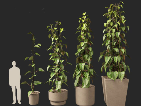 Philodendron scandens - Heart leaf philodendron 3D Model