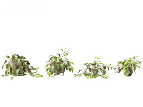 Philodendron scandens - Heart leaf philodendron Model 3D