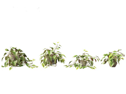 Philodendron scandens - Heart leaf philodendron 3D Model