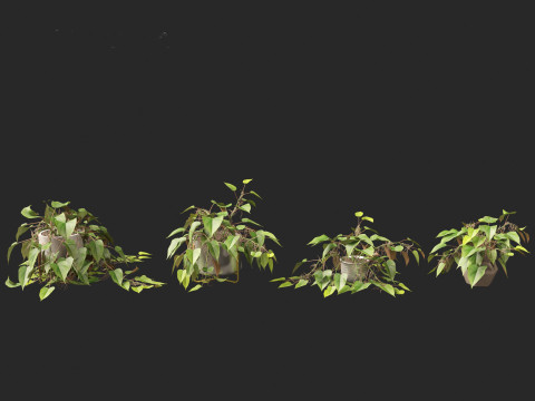 Philodendron scandens - Heart leaf philodendron Model 3D