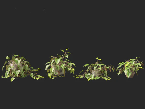 Philodendron scandens - Heart leaf philodendron 3D Model