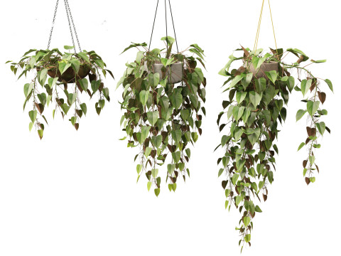 Philodendron scandens - Heart leaf philodendron Model 3D