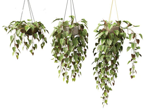 Philodendron scandens - Heart leaf philodendron 3D Model