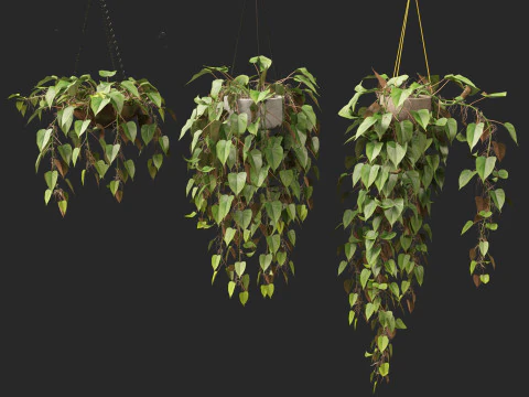 Philodendron scandens - Heart leaf philodendron 3D Model