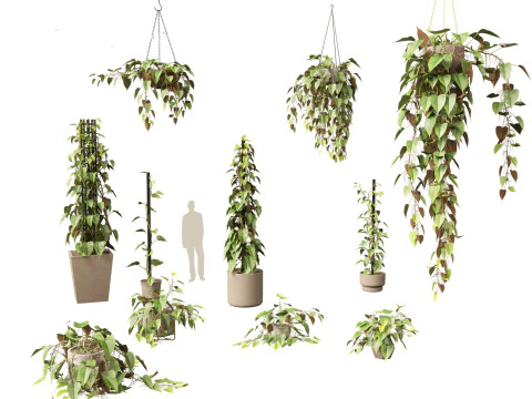 Philodendron scandens - Heart leaf philodendron 3D Model