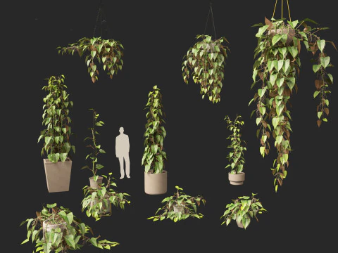 Philodendron scandens - Heart leaf philodendron 3D Model