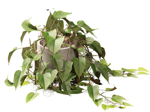 Philodendron scandens - Heart leaf philodendron 3D Model