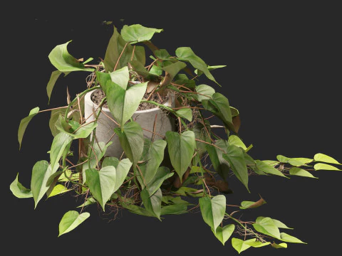 Philodendron scandens - Heart leaf philodendron 3D Model