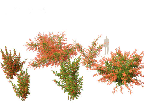 Pyracantha coccinea - Scarlet firethorn 01 3D Model