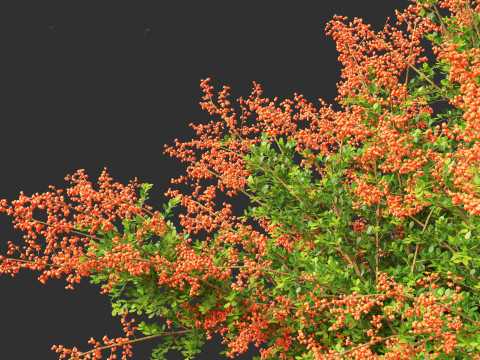 Pyracantha coccinea - Scarlet firethorn 01 Modello 3D