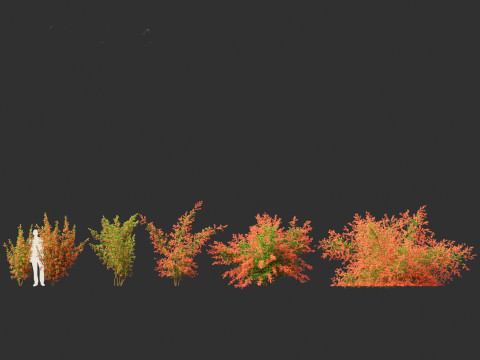 Pyracantha coccinea - Scarlet firethorn 01 Modello 3D