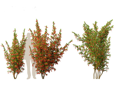 Pyracantha coccinea - Scarlet firethorn 01 Modello 3D