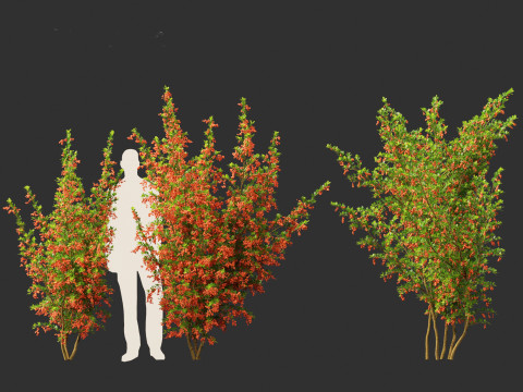 Pyracantha coccinea - Scarlet firethorn 01 Modello 3D