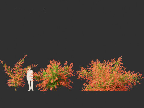 Pyracantha coccinea - Scarlet firethorn 01 Modello 3D