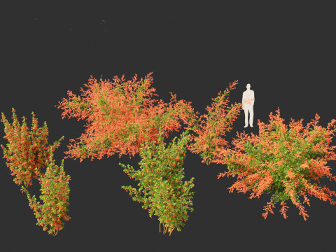 Pyracantha coccinea - Scarlet firethorn 01 Modello 3D