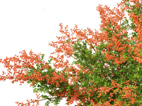 Pyracantha coccinea - Scarlet firethorn 01 Modello 3D