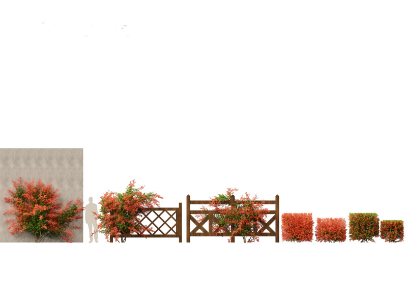 Pyracantha coccinea - Scarlet firethorn 02 3D 모델 .c4d .max .obj .3ds .fbx .stl .blend 