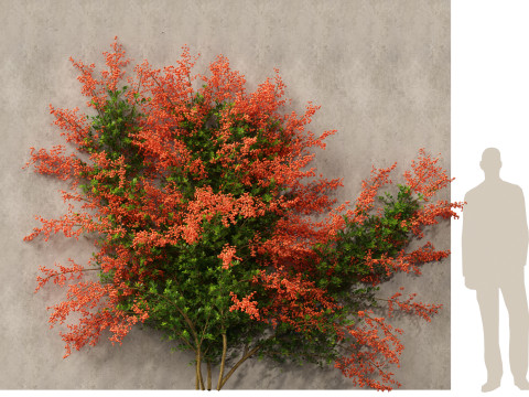 Pyracantha coccinea - Scarlet firethorn 02 3D 모델