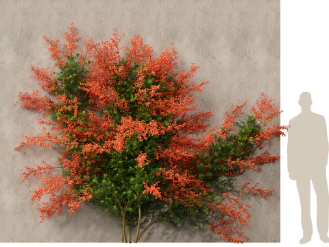 Pyracantha coccinea - Scarlet firethorn 02 3D Model