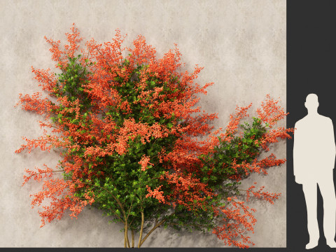 Pyracantha coccinea - Scarlet firethorn 02 3D 모델