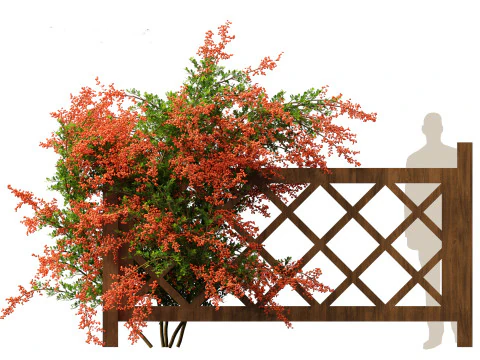 Pyracantha coccinea - Scarlet firethorn 02 3D Model
