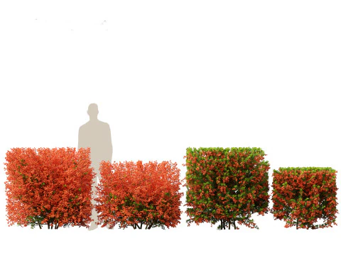 Pyracantha coccinea - Scarlet firethorn 02 3D Model