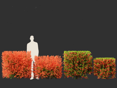 Pyracantha coccinea - Scarlet firethorn 02 3D 모델