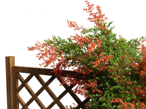 Pyracantha coccinea - Scarlet firethorn 02 3D 모델