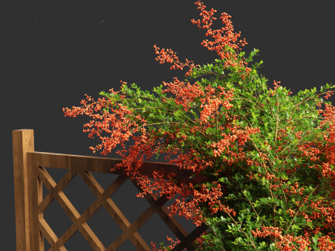 Pyracantha coccinea - Scarlet firethorn 02 3D 모델