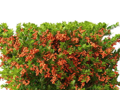 Pyracantha coccinea - Scarlet firethorn 02 3D 모델