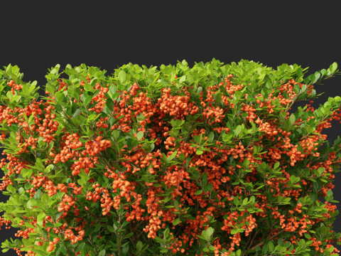 Pyracantha coccinea - Scarlet firethorn 02 3D 모델