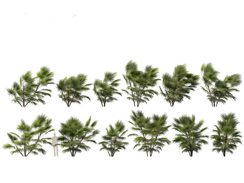 Chuniophoenix hainanensis - Hainan fan palm 05 Modelo 3D